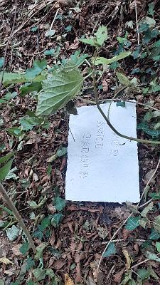 PAROLA PER PAROLA (21)